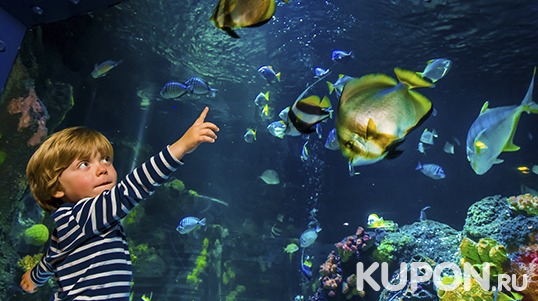 Как в океане! Океанариум «Морской аквариум на Чистых прудах»! Для детей и взрослых со скидкой 76%!