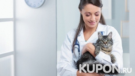 Кастрация кота, стерилизация кошки, вакцинация или стрижка в клинике «Ветеринарный кабинет»