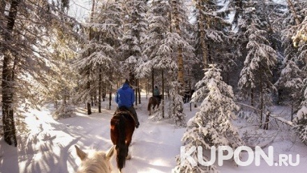 Конная прогулка по лесу, услуга «Принц на белом коне», аренда беседки и мангала от конного клуба «На игрушке»