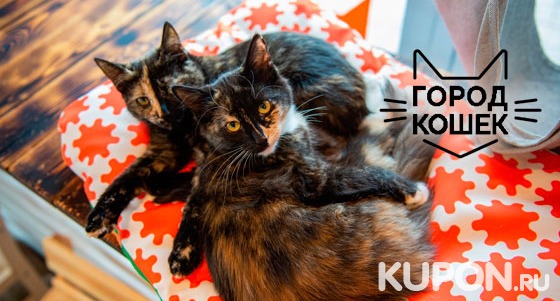 Посещение котокафе «Город кошек»: рассказ про котиков, настольные игры, сладости и чай! Скидка до 52%
