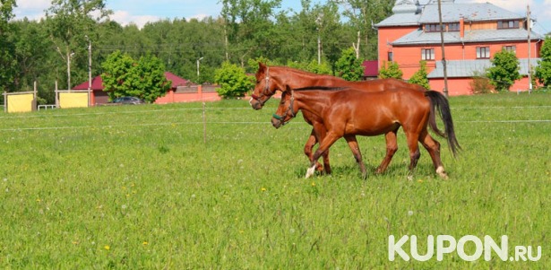Скидка до 61% на увлекательные конные прогулки с полным инструктажем и чаепитием в «Центре соколиной охоты Константина Соколова»