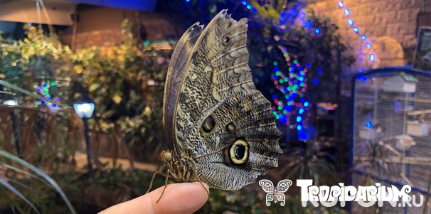 Билет на выставку живых тропических бабочек и экзотических беспозвоночных в выставочно-познавательном центре «Тропикариум». Скидка 50%