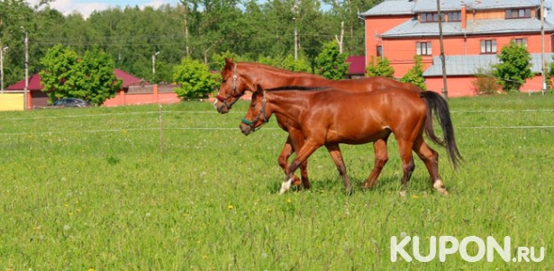 Скидка до 61% на увлекательные конные прогулки с полным инструктажем и чаепитием в «Центре соколиной охоты Константина Соколова»