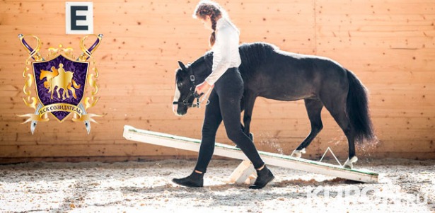 Скидка до 52% на занятие верховой ездой на мини-лошади в школе хендлинга конно-спортивного комплекса «СОЗИДАТЕЛЬ»