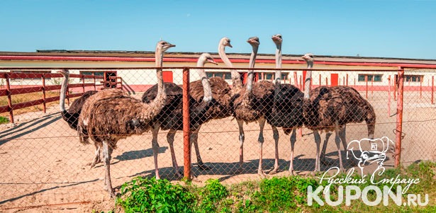 Экскурсия на страусиную ферму «Русский страус» для детей и взрослых. **Скидка до 49%**
