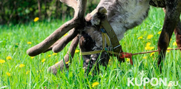 Скидка до 53% на фотосессию с животными и экскурсия «Знакомство с северными оленями и ездовыми собаками хаски» от компании WalkService