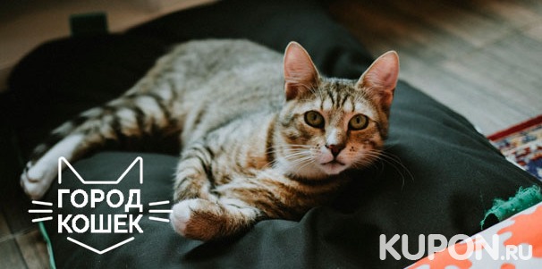 Скидка до 52% на посещение котокафе «Город кошек» для одного или двоих