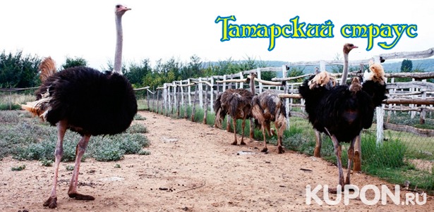Экскурсия по страусиной ферме с посещением контактного зоопарка для двоих или компании от туристического комплекса «Татарский страус». **Скидка 56%**