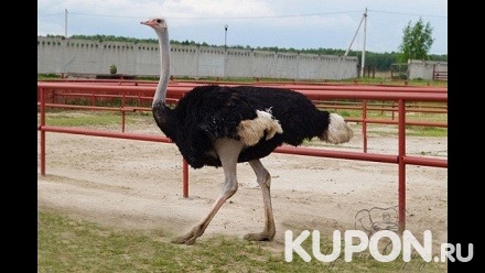 Экскурсия на страусиную ферму «Русский страус»