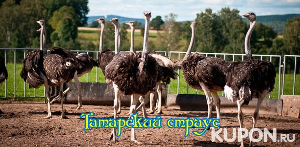 Экскурсия по страусиной ферме с посещением контактного зоопарка + кормление животных от туристического комплекса «Татарский страус». Скидка 56%