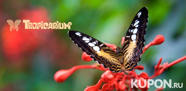 Выставка живых тропических бабочек и экзотических беспозвоночных в выставочно-познавательном центре «Тропикариум». **Скидка 50%**