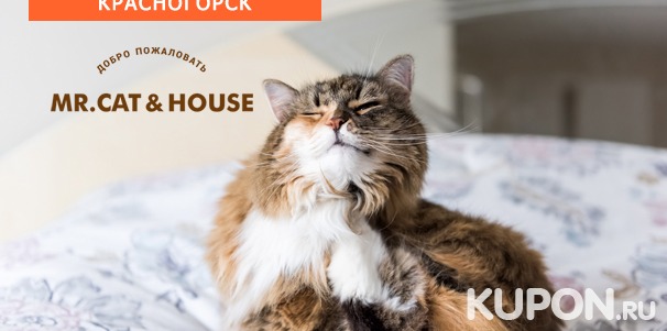 Скидка 40% на груминг для кошек и собак + проживание в любом номере в гостинице для кошек Mr. Cat & House