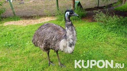 Два билета на туристическую экскурсию на экоферму «Ферма страусов» со скидкой 50%