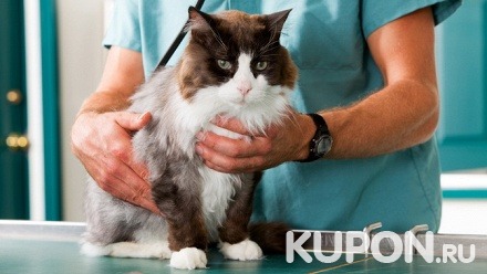 Консультация офтальмолога, вакцинация, кастрация кота или стерилизация кошки в «Ветеринарной клинике доктора Кротова»