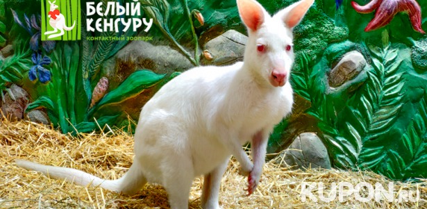 Посещение контактного зоопарка «Белый кенгуру» в ТЦ «Кунцево Плаза», «Vegas Крокус Сити» или «Vegas Кунцево». Скидка 50%