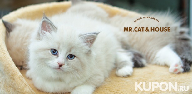 Размещение кошек в номерах различных категорий + услуги груминга для кошек и собак в гостинице для кошек Mr. Cat & House. Скидка 40%