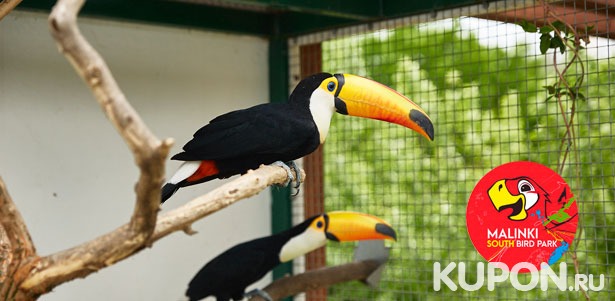 Посещение южного парка птиц «Малинки» для детей и взрослых. **Скидка до 40%**