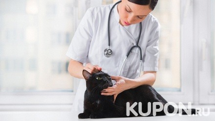 Кастрация кота, стерилизация кошки или ультразвуковая чистка зубов животного в ветеринарной клинике «Фрау Мяу»