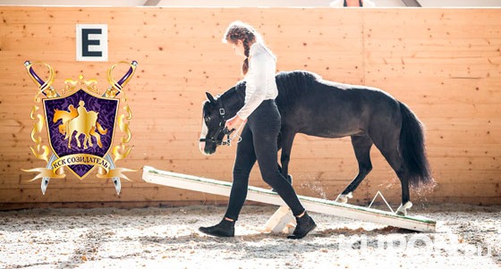Персональное занятие верховой ездой на мини-лошади в школе хендлинга конно-спортивного комплекса «СОЗИДАТЕЛЬ». Скидка до 52%