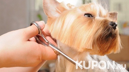 Комплексная стрижка для мелких пород собак и кошек, УЗ-чистка зубов в зоосалоне «Гламурка»