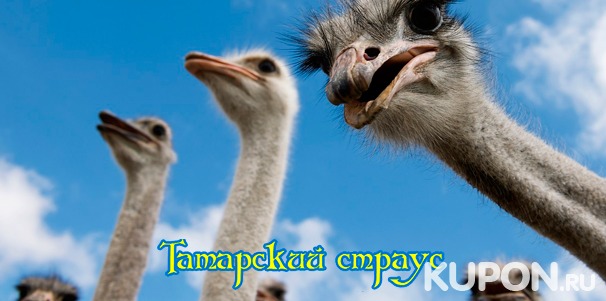 Посещение страусиной фермы и контактного зоопарка для двоих или компании от туристического комплекса «Татарский страус». Скидка 56%