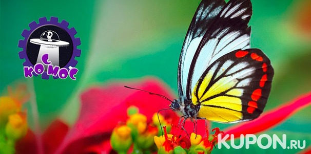 Посещение выставки живых тропических бабочек в научно-развлекательном комплексе «Космос» со скидкой 50%