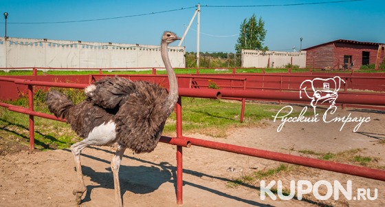 Экскурсия на страусиную ферму «Русский страус» с кормлением птиц, проверкой страусиных яиц и не только. Скидка до 49%