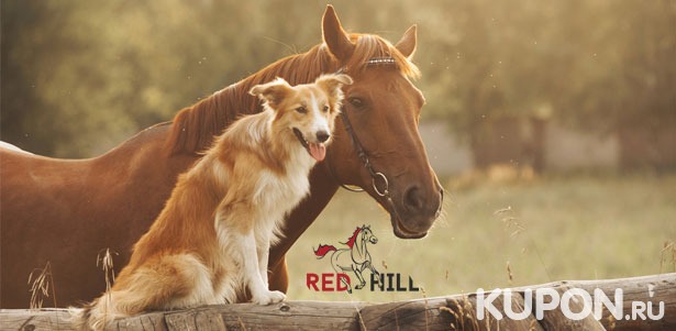 Верховая езда, катание на конном тюбинге и праздничная фотосессия для одного или двоих в конном клубе Red Hill. Скидка до 63%