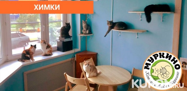 Котокафе любимчик родники. Котокафе Муром. Котокафе Химки. Котокафе Казань. Котокафе Самара.