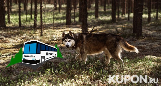 1-дневный автобусный тур «Мир хаски и природа Карелии» от компании Karelia-Line со скидкой 64%