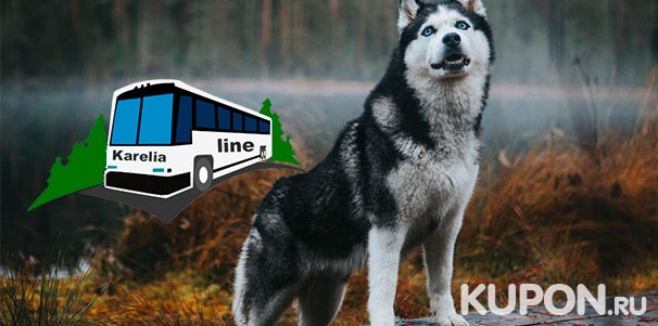 Скидка 64% на автобусный тур «Мир хаски и природа Карелии» от компании Karelia-Line