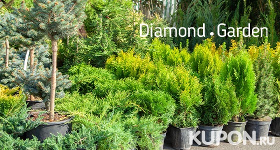 Скидка 50% на хвойные, плодовые, лиственные и декоративные растения от торгового дома Diamond Garden