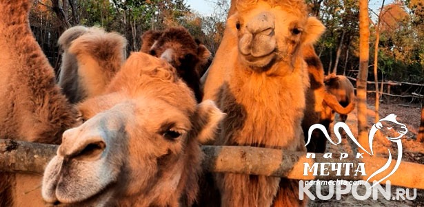 Экскурсия на верблюжью ферму для детей и взрослых в парке «Мечта». **Скидка 50%**