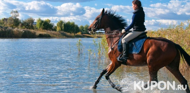 Скидка до 68% на аренду лошади для фотосессии или конные прогулки от конного двора «Космос» в Митино
