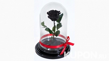 Роза в колбе любого цвета (1475 руб. вместо 2950 руб.)