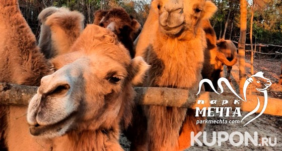 Скидка 50% на посещение экскурсии на верблюжью ферму в парке «Мечта»