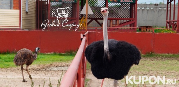 Билеты на страусиную ферму «Русский страус» для детей и взрослых по будням Скидка до 50%