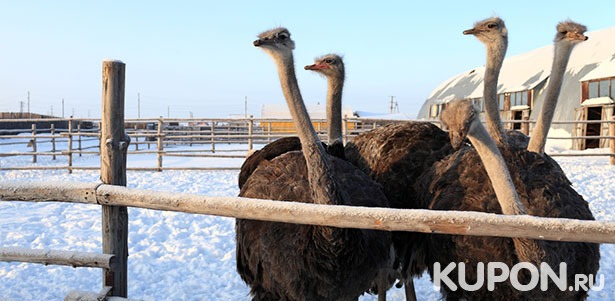 Экскурсия по страусиной ферме с посещением контактного зоопарка для двоих или компании от туристического комплекса «Татарский страус». **Скидка 56%**
