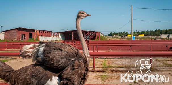Билеты на страусиную ферму «Русский страус»: экскурсия, кормление птиц, проверка страусиных яиц и не только. Скидка до 49%